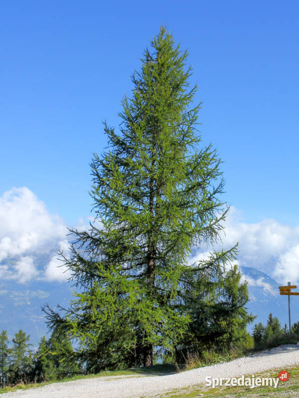 MODRZEW EUROPEJSKI Larix decidua NASIONA 2000 sprzedam