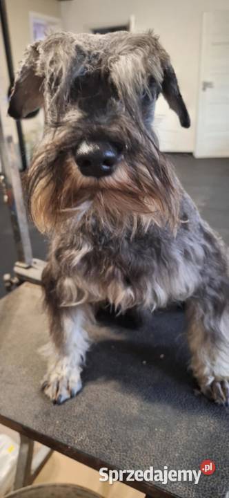 Sznaucer miniaturowy pieprz i sól PIESEK kujawsko-pomorskie