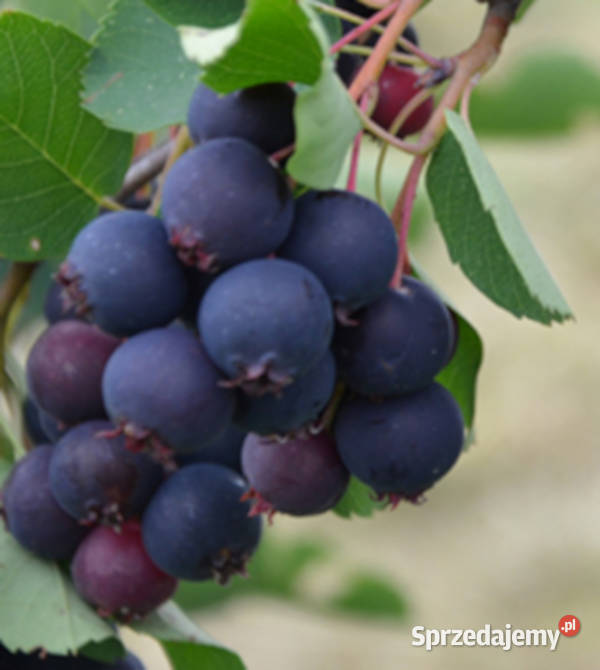 ŚWIDOŚLIWA OLCHOLISTA Martin sadzonki w Ustronie