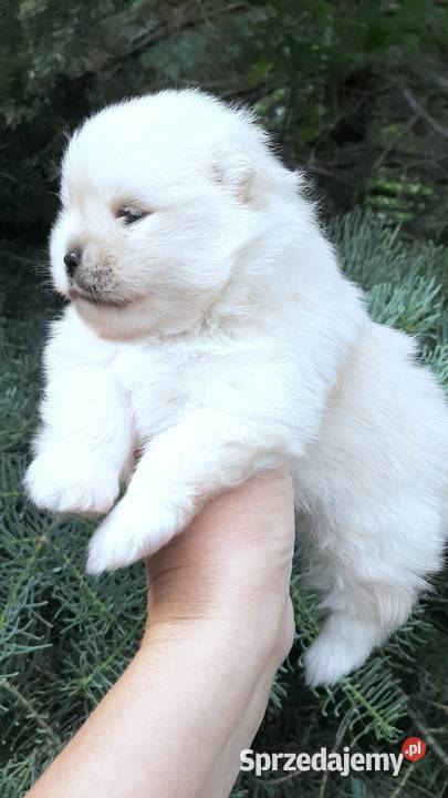 Szpic miniaturowy pomeranian miś łódzkie sprzedam