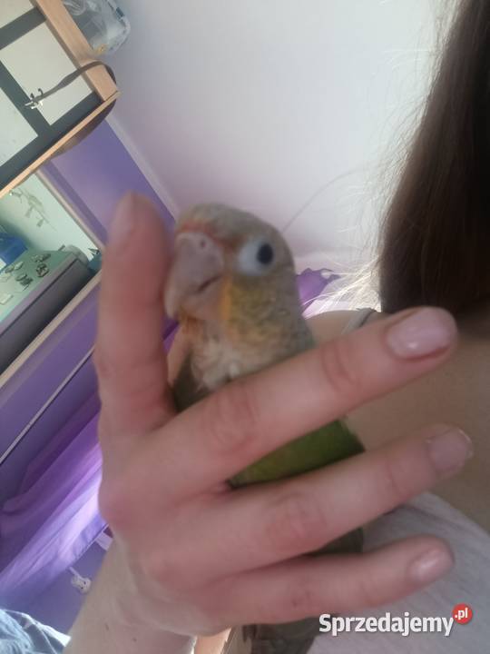 Rudosterki szukają nowego dobrego domku z całym Katowice