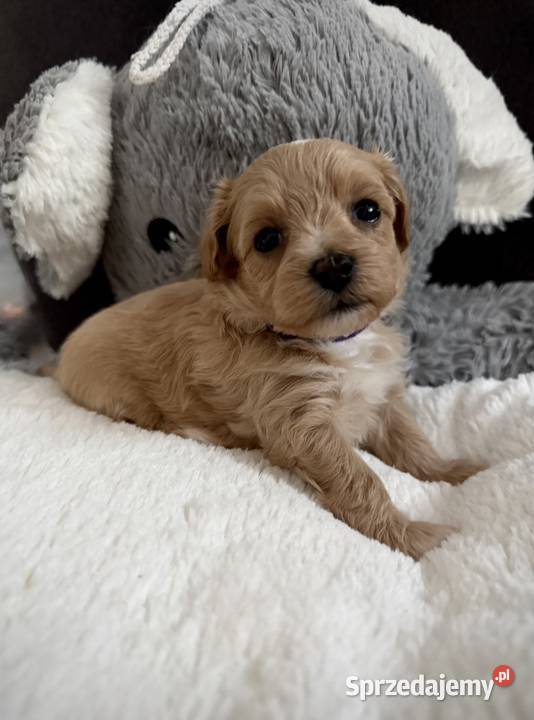 Maltipoo maleńka dziewczynka Wadowice sprzedam