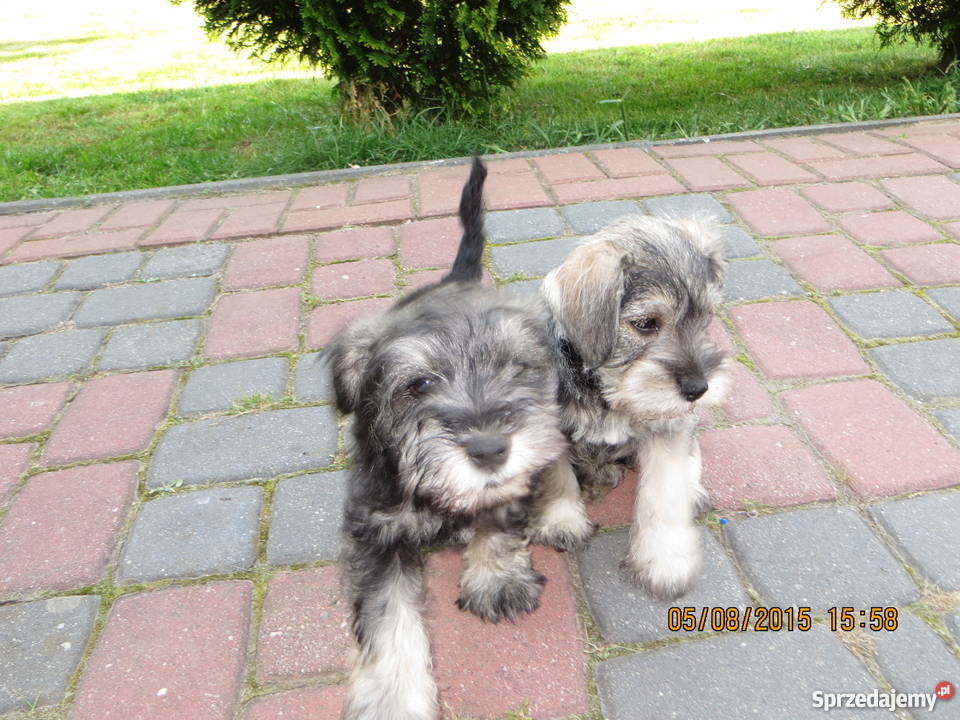 Sznaucer miniaturka Psy Częstochowa sprzedam