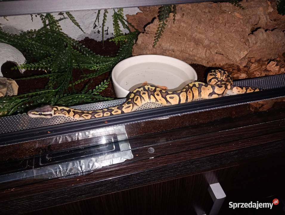 Wąż nie zbożowy Sosnowiec