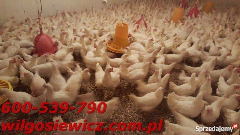 Kura Tetra nioska biała leghorn super nioski Wielowiczek