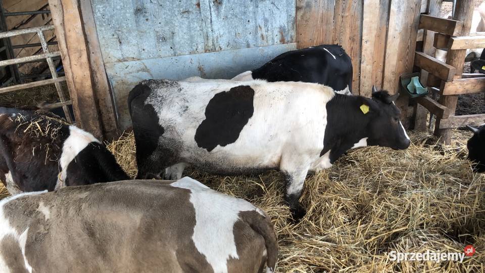 Jałówki jałówka odsadki odsadek 7 sztuk Mierzyn