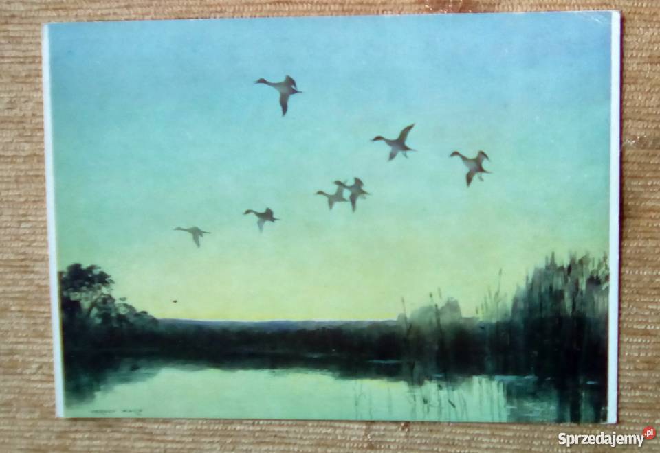 DZIKIE PTAKI WODĄ O ZMIERZCHU VERNON BEAUVOIR Piszczac