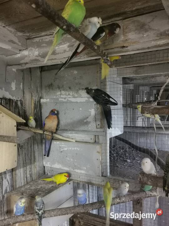 Ptaszki że zdięcia zmienią woliere wielkopolskie