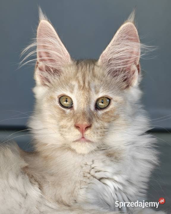 Maine Coon kocur ds Olkusz sprzedam