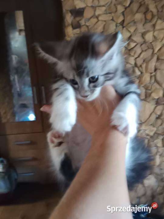 Przepiękne kocięta Maine coon do rezerwacji