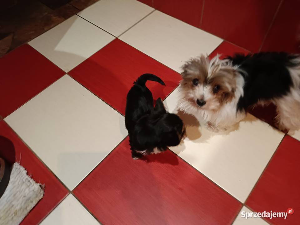 Yorki Terriery Biwerki tricolor