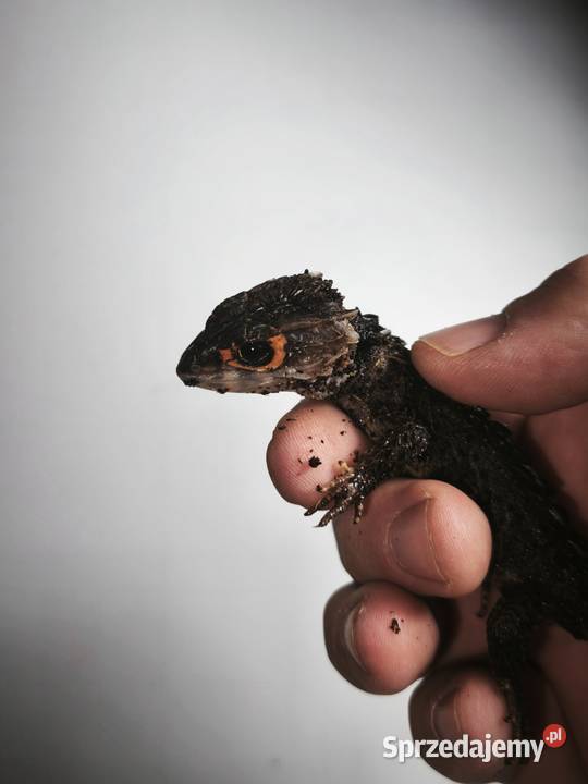 Scynk krokodylowy samiecsamica Szczerbatek