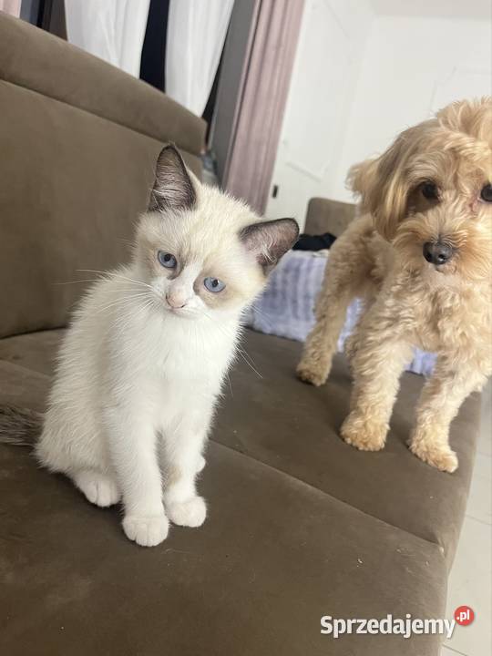 Kotki w typie rasy Ragdoll 13 tygodni kocurki Chełm