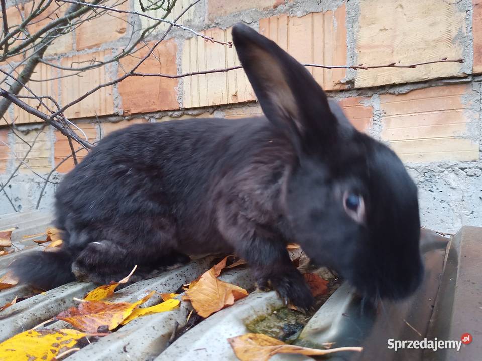 króliki młode SAMCE z przydomowej hodowli Grabówka