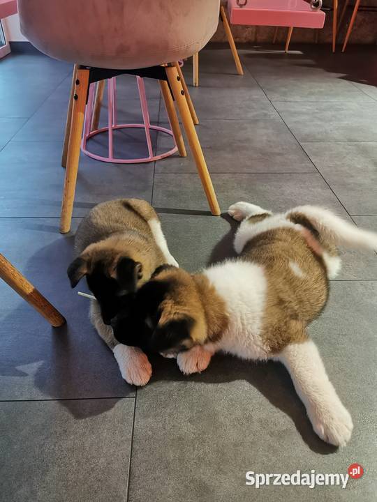 Szczenięta rasy American Akita lubelskie Lublin