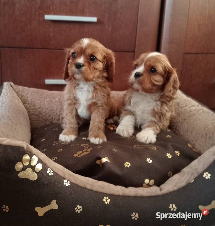 Cavalier King Charles Spaniel Ruby 2026 Częstochowa