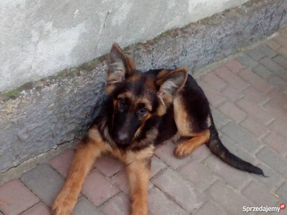 Szczeniak 16 tygodniowy owczarek niemiecki Bydgoszcz