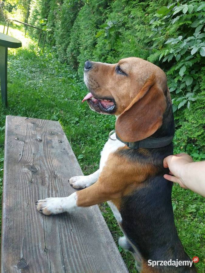Dorosły piesek rasy beagle