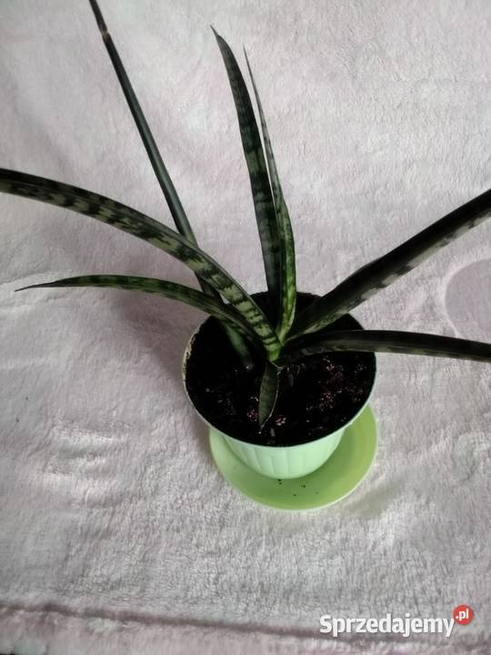 Sansevieria sukulent lisciowy Kaktusy i sukulenty Łódź