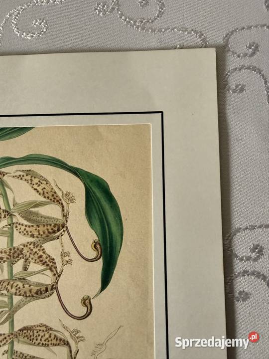 Antyczna rycina botaniczna staloryt XIX w śląskie Czerwionka-Leszczyny