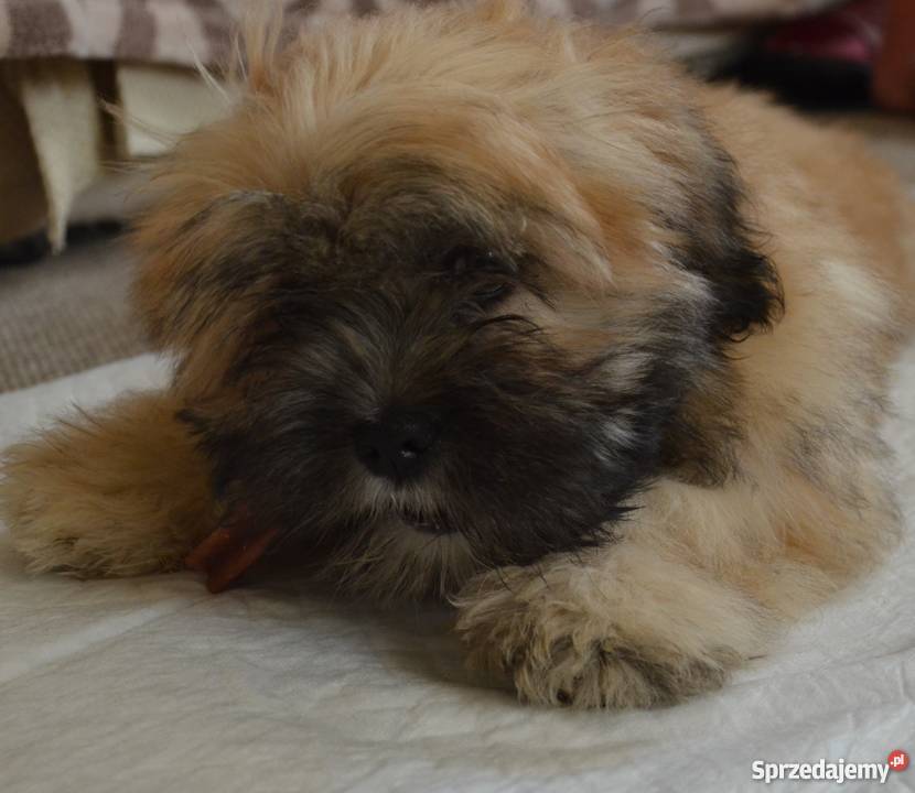 Kuzyn Shih Tzu uroczy piesek Lhasa apso Krasnystaw