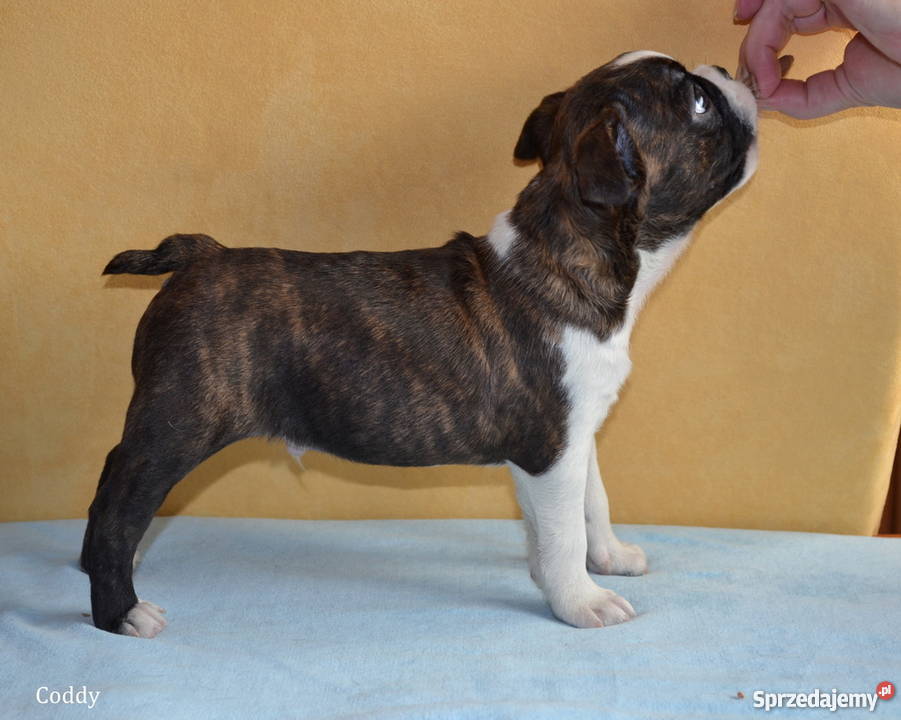 Sczenięta Boston Terrier lubelskie Elizówka