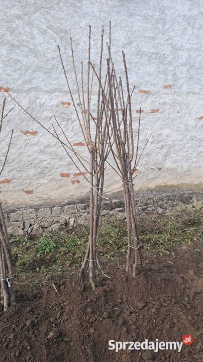 Drzewko Czereśnia Pozostałe Nowe Miasto nad Pilicą