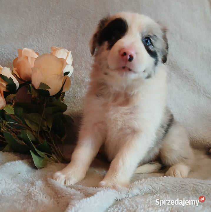 Border collie blue merle Pozostałe Toruń