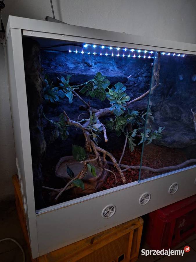 Boa constrictor razem z terrarium