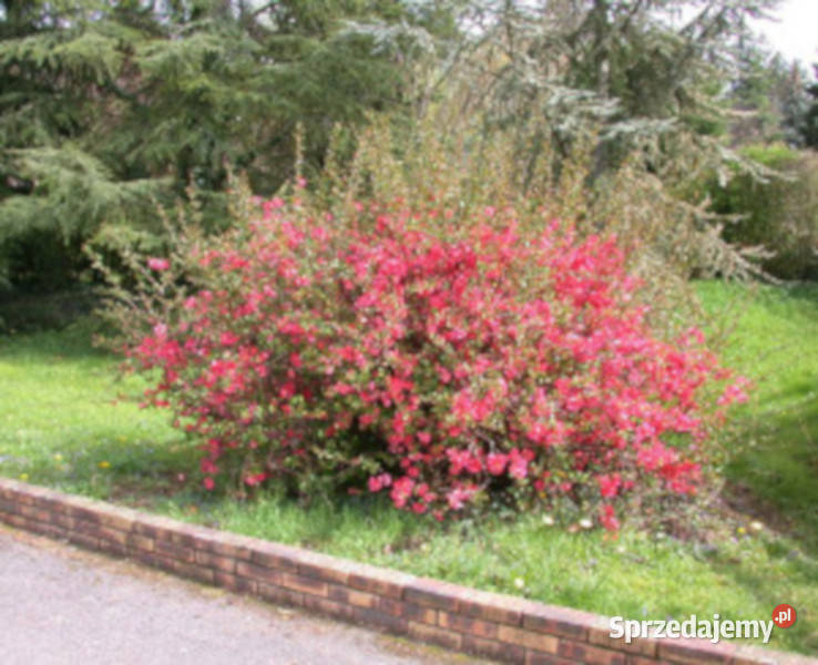 PIGWOWIEC JAPOŃSKI Chaenomeles japonica NASIONA Lubanie