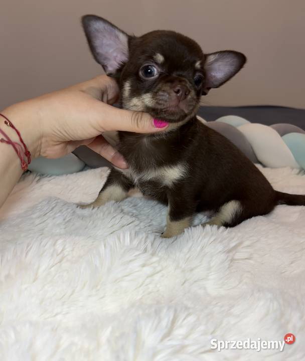 Chihuahua długowłosy piesek choco tan badania Bełchatów sprzedam