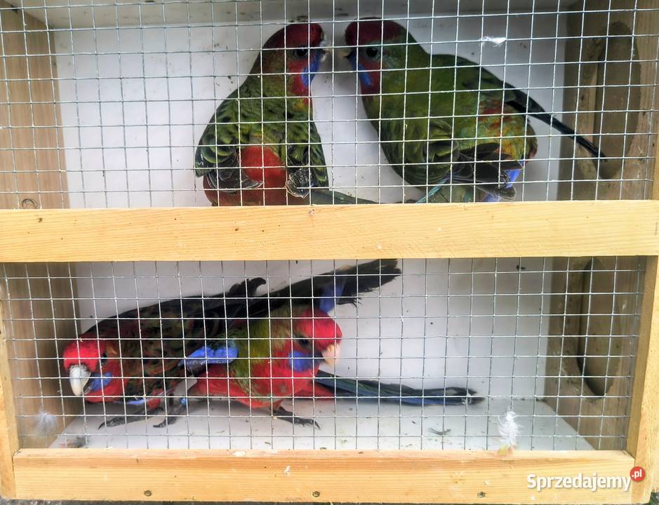 Papugi różne sprzedam