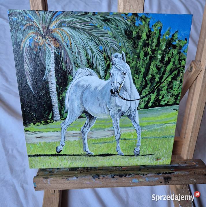 Obraz koń arabski araby konie stajnia klacz Brzesko