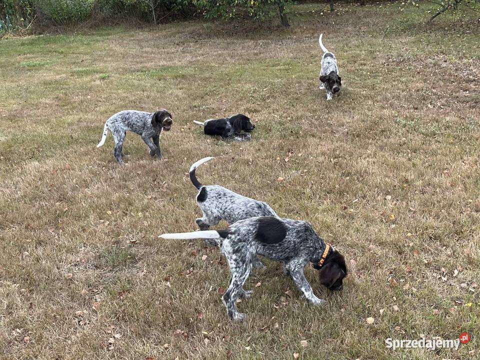 Wyżeł Czeski Fousek rodowód FCI pies myśliwski Pozostałe Sochaczew