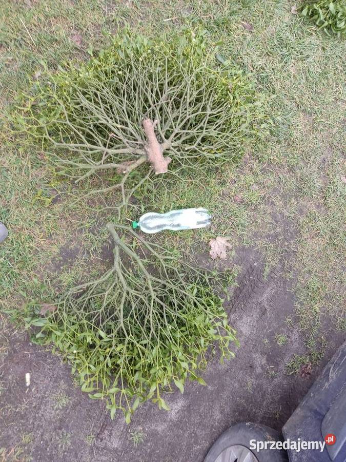 Choinka stroik wianki jemioła jodła jedlina Brody