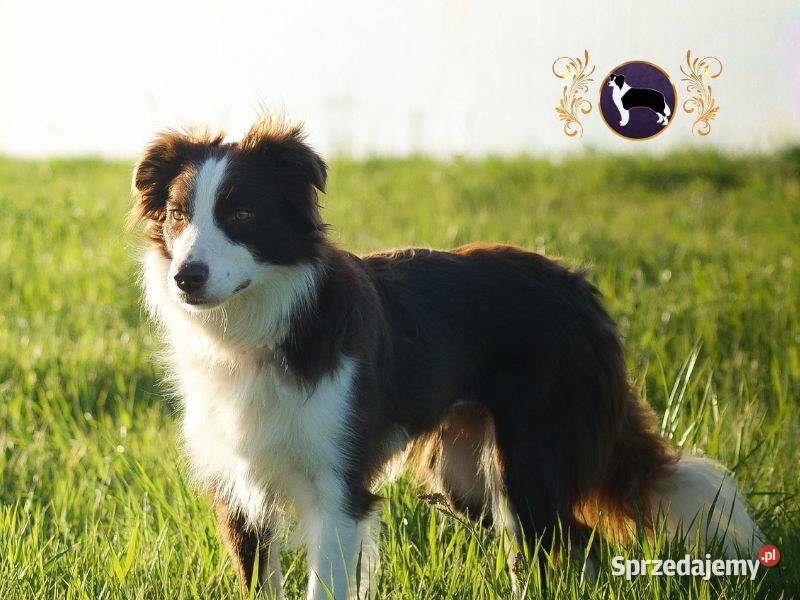 Border Collie Kermit ŻABA Piękne pochodzenie FCI podkarpackie Jasienica Rosielna