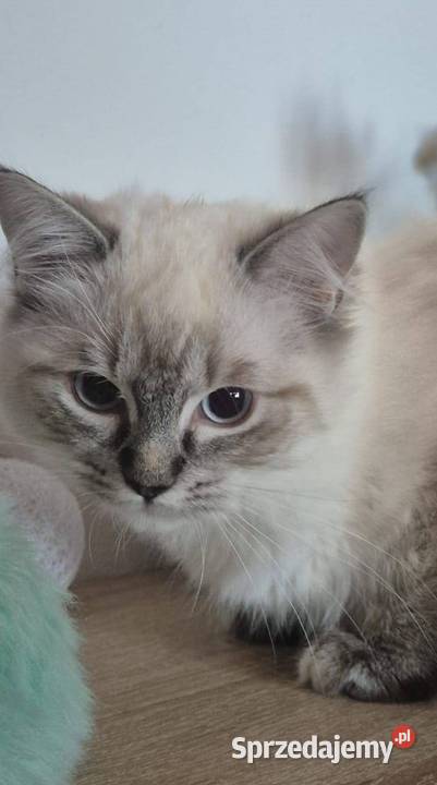 Ragdoll wystawowohodowlany Rzeszów