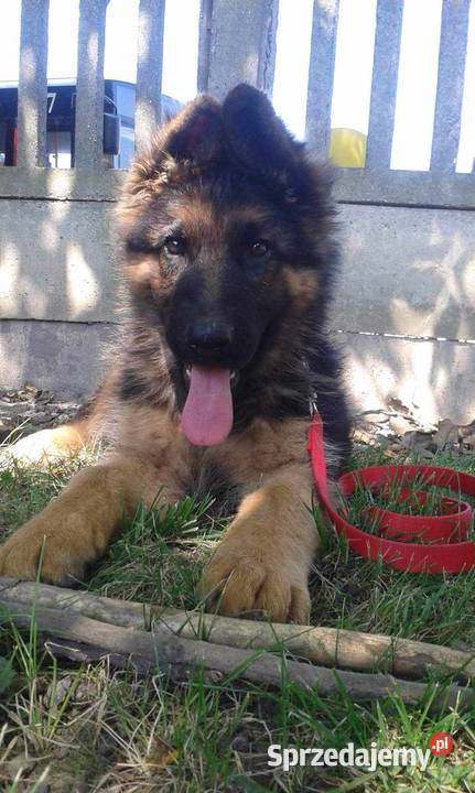 sprzedam szczeniaki Przemyśl sprzedam