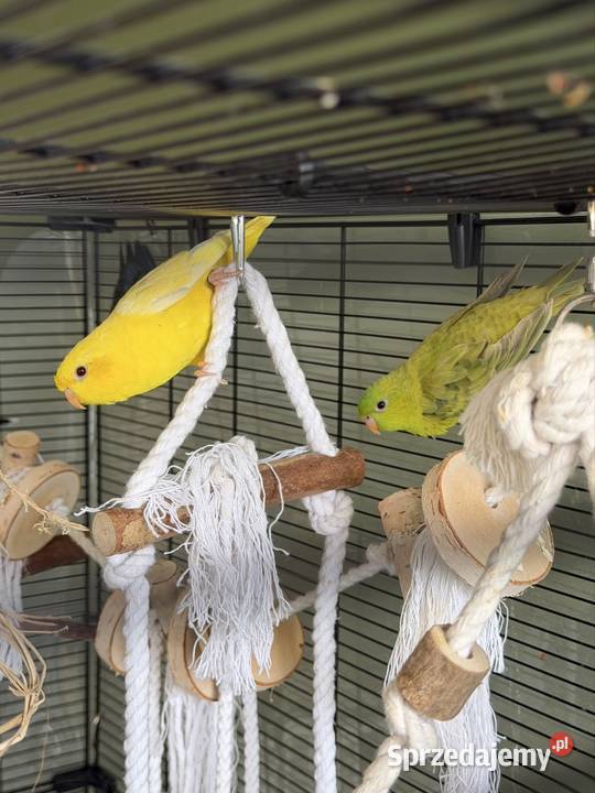 Papużki Katarzynki Stokówki prążkowane Warszawa