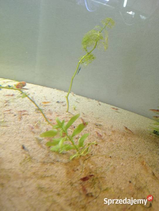 Krewetkiryby akwariowe