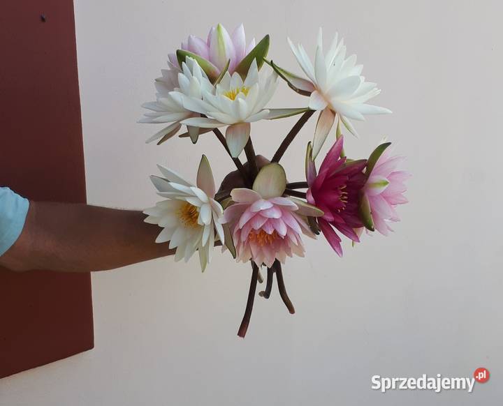 Lilie wodne nenufar Pozostałe Sarzyna