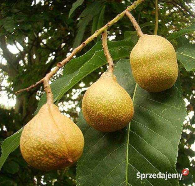 KASZTANOWIEC INDYJSKI Aesculus indica NASIONA 6 Lubanie