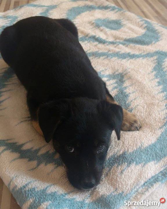 Szczeniaki owczarek niemiecki mix Psy Psy opolskie