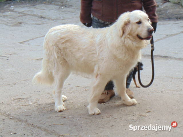 owczarek podhalański małopolskie Wawrzeńczyce