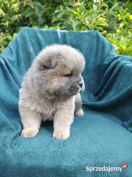 Wzorcowe Chow Chow Czał Czał doskonały exterrier opolskie