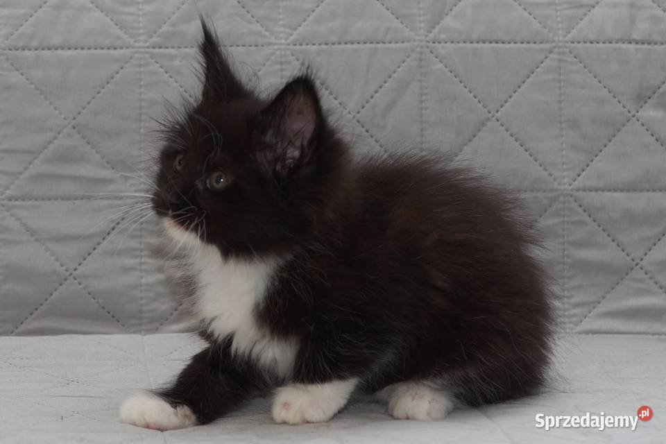 Maine Coon czarny z białym kocurek Lexus Słupno