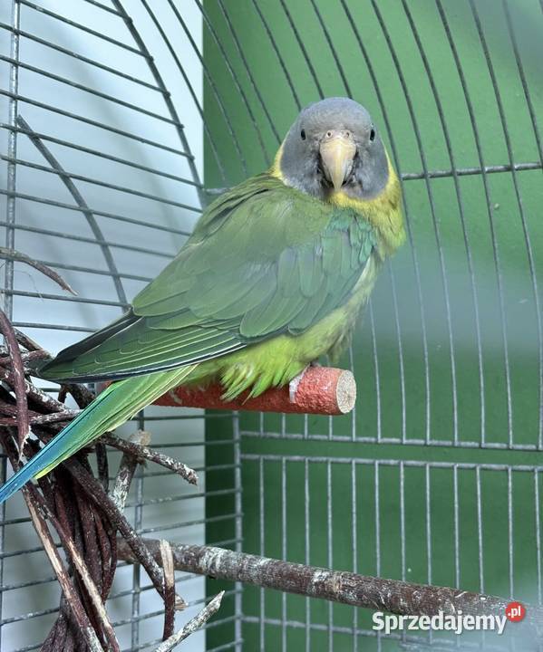 Alexandretta śliwogłowa samica Strzegom sprzedam