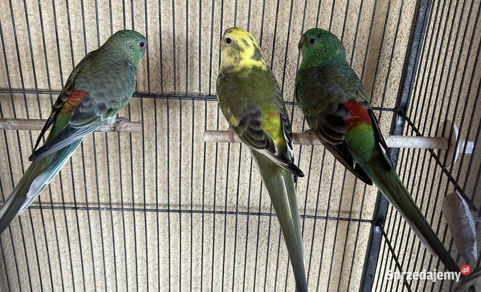 Papugi świergotki 2025r sprzedam