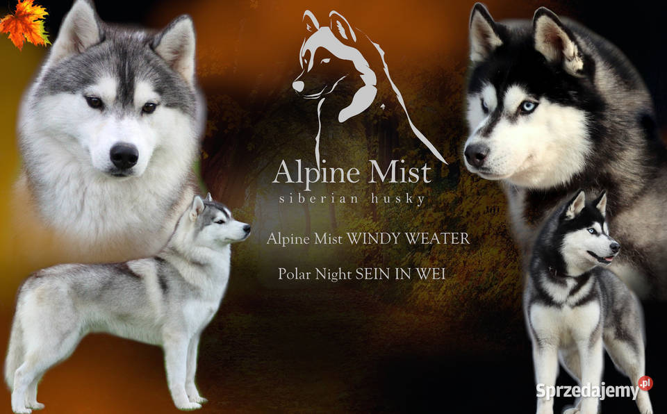 Szczeniak Siberian Husky ZKwPFCI Rzeszów