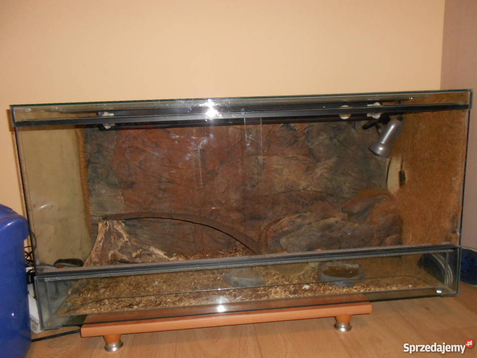 Terrarium agama brodata Red Tiger Świebodzice